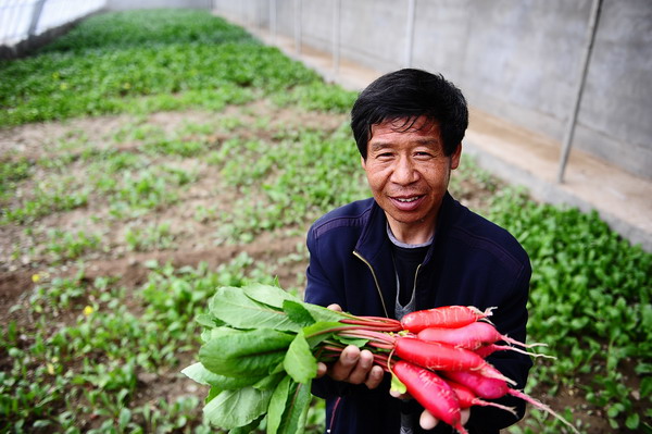 Yang Juntian poses with a bunch of radishes inside his greenhouse in Jiegu town of Yushu, April 11, 2011.