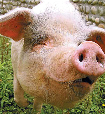 Zhu Jianqiang - or Indomitable Pig - has become a mascot of post-quake perseverance for surviving 36 days in a collapsed farmhouse - subsisting on charcoal and rainwater. 