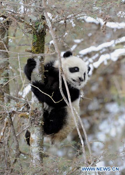 File photo taken on Feb. 20, 2011 shows a baby giant panda named Taotao playing in China Conservation and Research Center for the Giant Panda in Wolong, southwest China's Sichuan Province. 