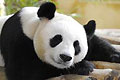 Sichuan Pandas Live in Peace After Quake