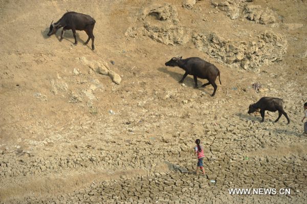 A girl walks on a drought water reservoir in Qianxi County, southwest China's Guizhou Province, July 28, 2011. Serious drought hit Guizhou in July. 