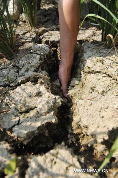 Photo taken on July 28, 2011 shows a splited farmland in Qianxi County, southwest China's Guizhou Province. Serious drought hit Guizhou in July.