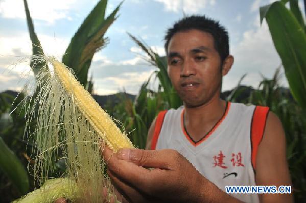 A farmer carries corns afflicted by drought in Bangxiang Village of Sansui County, southwest China's Guizhou Province, Aug. 1, 2011. 