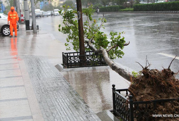 A tree is blown down by strong wind as a fierce storm brought by Typhoon Muifa hits Yantai, a coastal city in east China&apos;s Shandong Province, Aug. 8, 2011.