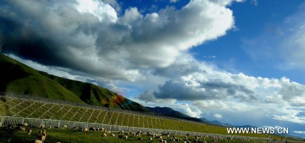 Sheep graze beside the Qinghai-Tibet Railway across the grassland in northern part of southwest China&apos;s Tibet Autonomous Region, Aug. 10, 2011. 