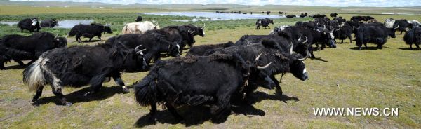 Yaks graze on the grassland in northern part of southwest China&apos;s Tibet Autonomous Region, Aug. 10, 2011. The sunny sky brightens the grassland as autumn creeps in. 