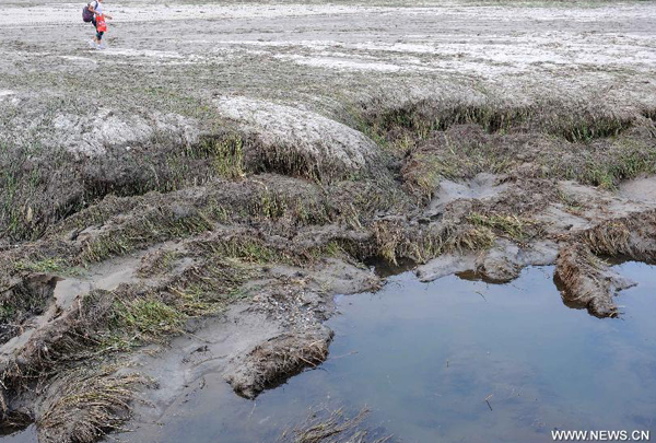 A farmer walks on a farmland destroyed by floods in Linxi County, in Chifeng, north China&apos;s Inner Mongolia Autonomous Region, Aug. 14, 2011.