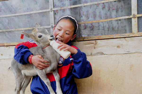 Tibetan girl saves baby bharal