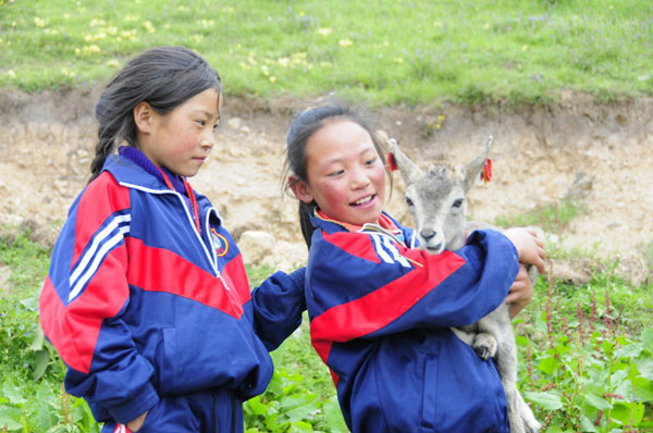 An 11-year-old Tibetan girl shows a young bharal to her friend in Nangqen County, Qinghai Province, on August 15, 2011.