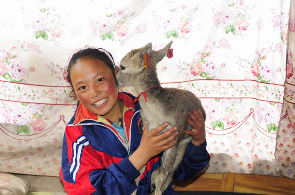 Tibetan girl saves baby bharal