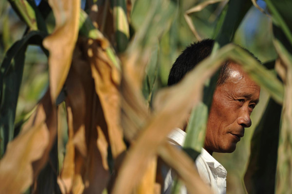 Wu stands in his empty corn field in drought-hit Qinglong County, Guizhou Provincee, on Aug 17, 2011.