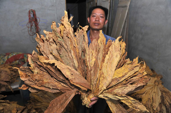 Wu holds his tobacco leaves, which he says were shorter and withered than previous years due to the drought in Qinglong County, Guizhou Provincee, on Aug 17, 2011.