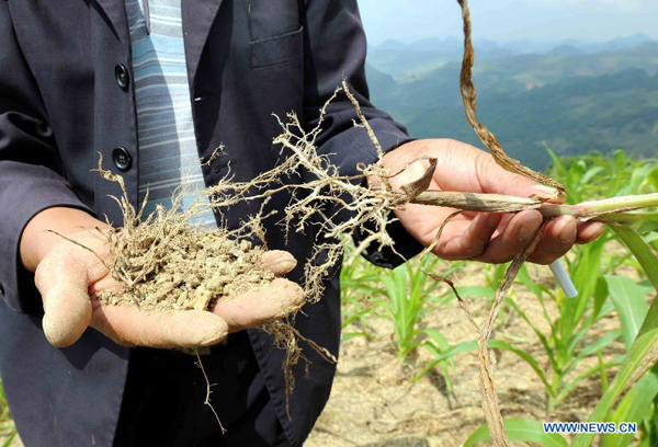 A farmer shows the dried-up corn stalk at the Mayi Village of Shizong County in Qujing City, southwest China's Yunnan Province, Aug. 24, 2011.