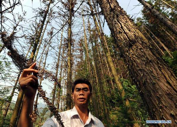 Xiong Guocheng, a village official, shows the dried-up trees at the Gele Village of Shizong County in Qujing City, southwest China's Yunnan Province, Aug. 24, 2011. 