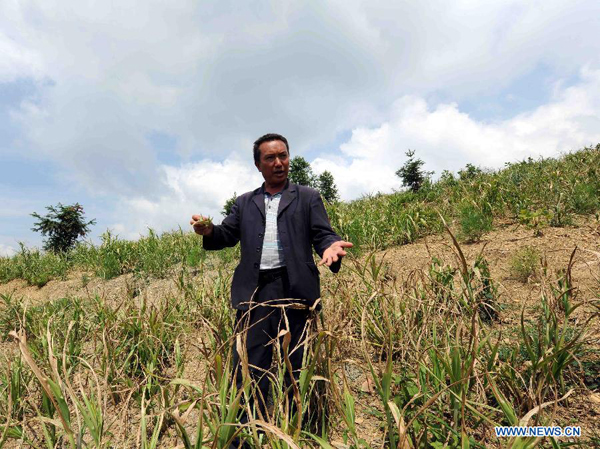 Ma Guiyun, a local farmer, shows the dried-up crops at the Mayi Village of Shizong County in Qujing City, southwest China's Yunnan Province, Aug. 24, 2011. 