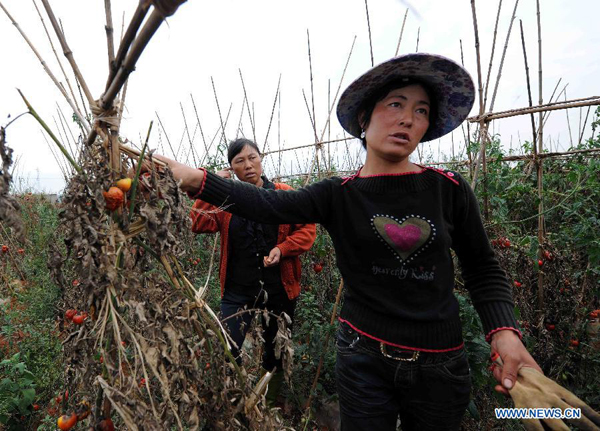 Two women stand in a field with dried-up tomatoes at the Xiaoxin Village of Shizong County in Qujing City, southwest China's Yunnan Province, Aug. 24, 2011.