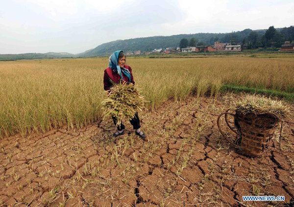 A woman clears the dried-up crops to feed cattle at Qingshan Village of Zhanyi County in Qujing City, southwest China's Yunnan Province, Aug. 25, 2011. 