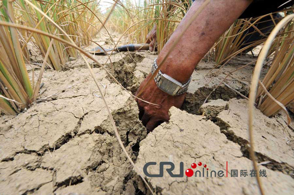 A farmer checks the dried rice seedling in the field in Leizhuang Village, Guizhou Province on August 27, 2011. Severe drought has dried up 479 reservoirs and 349 rivers in the province, leaving more than 5.47 million people short of drinking water.