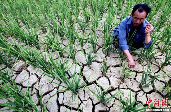 A farmer checks the dried rice seedling in the field in Leizhuang Village, Guizhou Province in late August, 2011. 