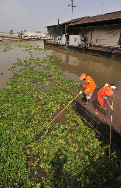 About 1,000 tons of hyacinth are cleared from the Wuhan section of the Yangtze River in Central China’s Hubei province, Aug 29, 2011. 