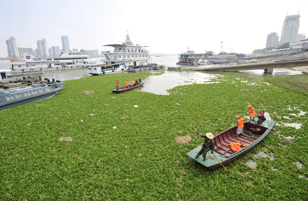 People help clear hyacinth clogging the Wuhan section of the Yangtze River in central China&apos;s Hubei Province on Aug 29, 2011. 