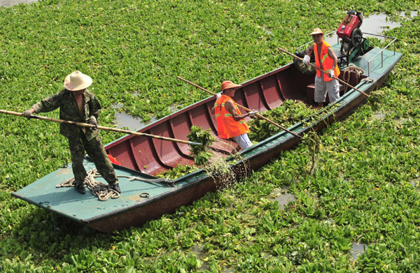 About 1,000 tons of hyacinth are cleared from the Wuhan section of the Yangtze River in Central China’s Hubei province, Aug 29, 2011.