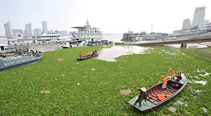 People help clear hyacinth clogging the Wuhan section of the Yangtze River in central China's Hubei Province on Aug 29, 2011.