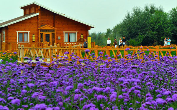 Visitors admire the blooming flowers at the ecological area at Jinyin Island of Tengger Lake, in Zhongwei City, northwest China&apos;s Ningxia Hui Autonomous Region, on Sep 1, 2011.