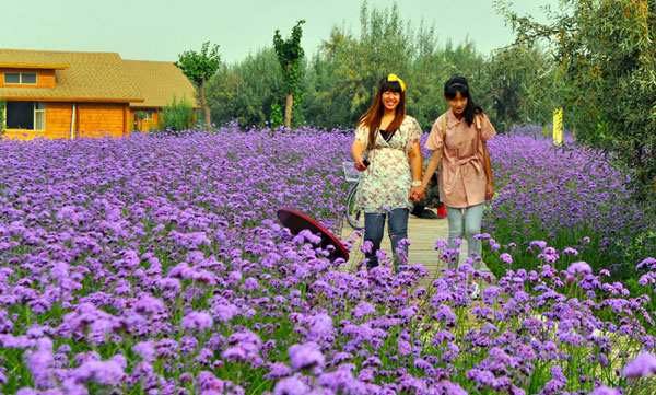 Ecological oasis in Tengger desert