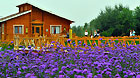 Visitors admire the blooming flowers at the ecological area at Jinyin Island of Tengger Lake, in Zhongwei City, northwest China's Ningxia Hui Autonomous Region, on Sep 1, 2011.