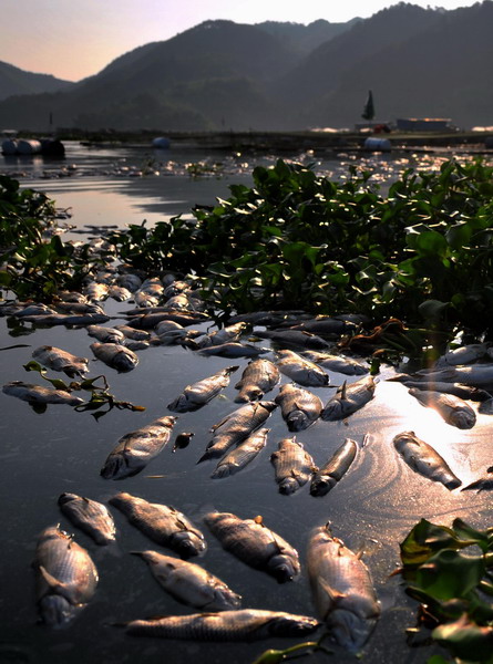 Dead fish lie in a pond at a fish cultivation base in Gutian County, Ningde City in east China's Fujian Province, Sep 3, 2011. 