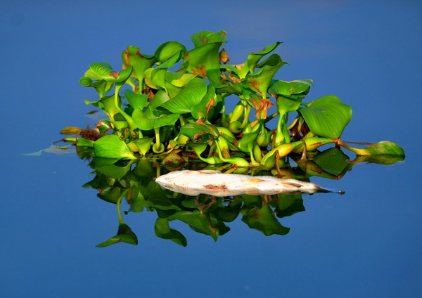 A dead fish floats in a pond at a fish cultivation base in Gutian County, Fujian Province, Sep 3, 2011.