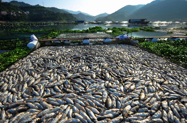 Millions of dead fish float in a pond at a fish cultivation base in Gutian County, Fujian Province, Sep 3, 2011. 