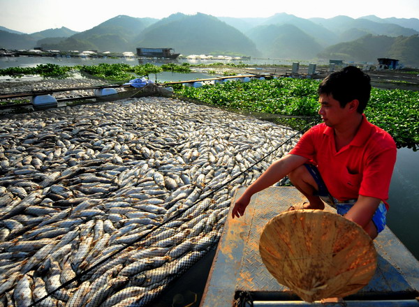 A fisherman looks at dead fish in a pond at a fish cultivation base in Gutian County, Fujian Province, Sep 3, 2011.