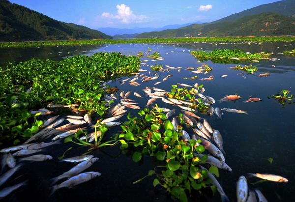 Dead fish are seen in a pond at a fish cultivation base in Gutian County, Fujian Province, Sep 3, 2011.