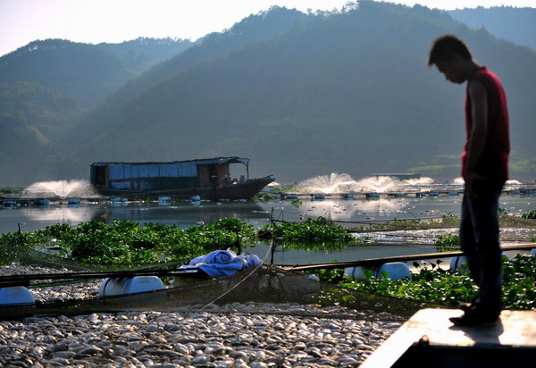 A fisherman laments the mass fish death in a pond at a fish cultivation base in Gutian County, Fujian Province, Sep 3, 2011.