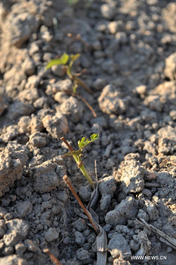 Photo taken on Sept. 7, 2011 shows a sprout grows hard in the field in Pingman Village of Tianlin County, south China&apos;s Guangxi Zhuang Autonomous Region. 