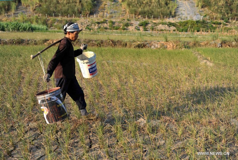 Chen Poyou, a local villager, walks on a cracked croplands in the field in Pingman Village of Tianlin County, south China&apos;s Guangxi Zhuang Autonomous Region, Sept. 7, 2011.