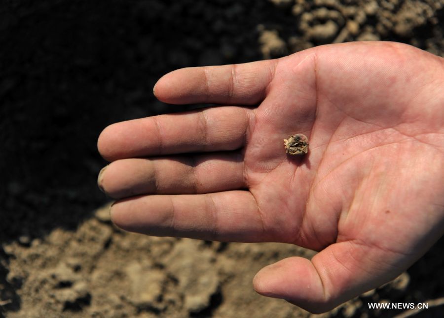 Photo taken on Sept. 7, 2011 shows a withered corn seed in a farmer&apos;s hand in Pingman Village of Tianlin County, south China&apos;s Guangxi Zhuang Autonomous Region.