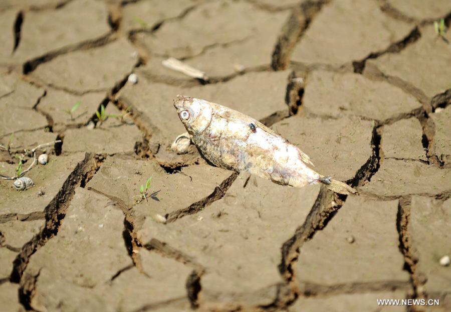 A dead fish is seen on the dried-up riverbed of the Poyang Lake in east China&apos;s Jiangxi Province, Sept. 15, 2011. The water surface and water level of the Poyang Lake, China&apos;s largest freshwater lake, continue shrinking during lingering drought. Water levels on the lake are decreasing dramatically at a rate of 0.1 to 0.2 meters per day.