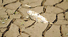 A dead fish is seen on the dried-up riverbed of the Poyang Lake in east China's Jiangxi Province, Sept. 15, 2011. The water surface and water level of the Poyang Lake, China's largest freshwater lake, continue shrinking during lingering drought. Water levels on the lake are decreasing dramatically at a rate of 0.1 to 0.2 meters per day.