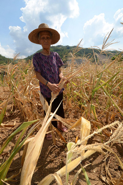 Lu Caiyu, a villager in Liangba Village, Wangdian County, Baise City in Guangxi Zhuang Autonomous Region, checks a perished cornfield, on July 31, 2011.