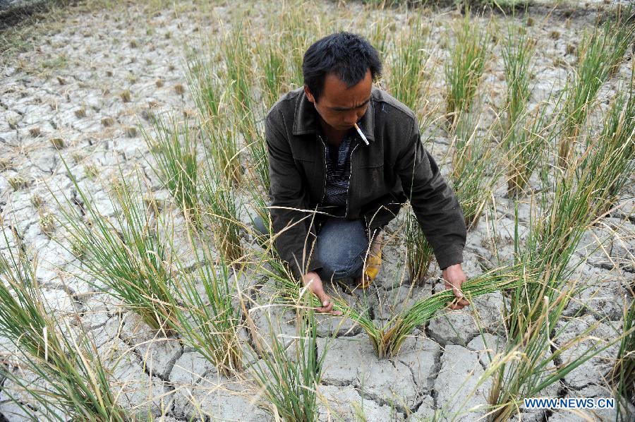 Village party secretary Tang Sizhong examines situation of drought in the rice field at Guisa village in Zhenyuan County, southwest China&apos;s Guizhou Province, Sept. 23, 2011. 