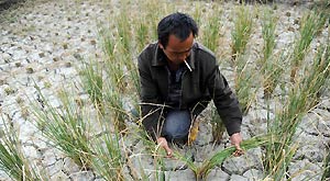 Village party secretary Tang Sizhong examines situation of drought in the rice field at Guisa village in Zhenyuan County, southwest China's Guizhou Province, Sept. 23, 2011.