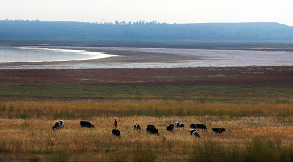 Photo taken on Sept 24, 2011 shows villagers herd cattle on the riverbed of China&apos;s largest desert lake Hongjiannao in Yulin, north China&apos;s Shaanx Province. 