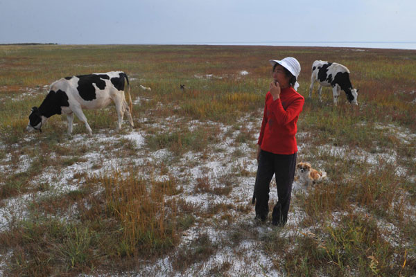 Photo taken on Sept 24, 2011 shows villager Wang Lanying herd cattle on the riverbed of China&apos;s largest desert lake Hongjiannao in Yulin, north China&apos;s Shaanx Province. 