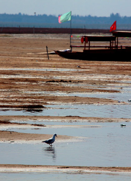 Photo taken on Sept 24, 2011 shows birds in China&apos;s largest desert lake Hongjiannao in Yulin, north China&apos;s Shaanx Province. 