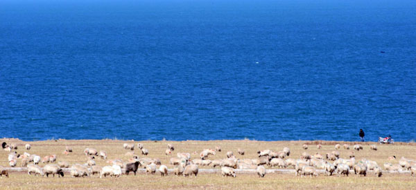 A flock of sheep graze beside Qinghai Lake, the largest lake in China, in northwest China's Qinghai Province, Oct 18, 2011.