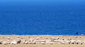 A flock of sheep graze beside Qinghai Lake, the largest lake in China, in northwest China's Qinghai Province, Oct 18, 2011.