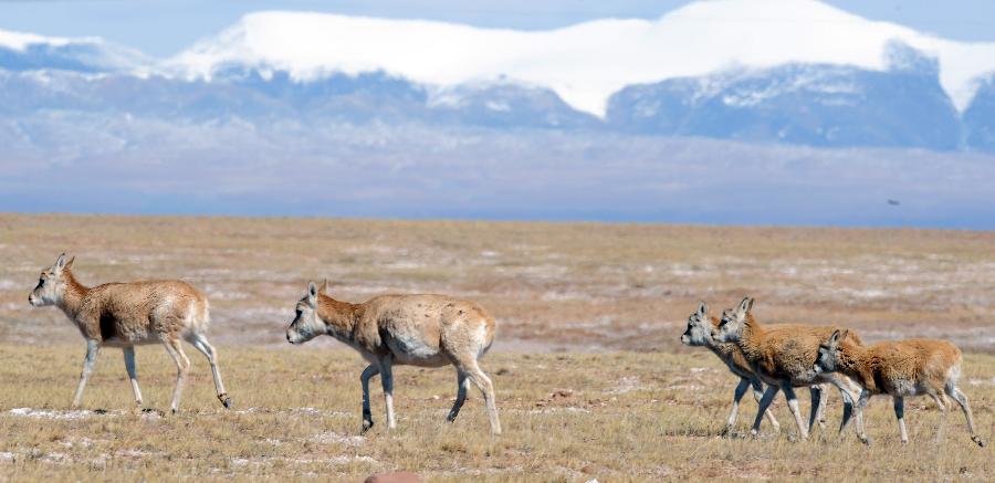 Photo taken on Oct. 23, 2011 shows Tibetan antelopes in protection zone of northwest China's Qinghai Province.